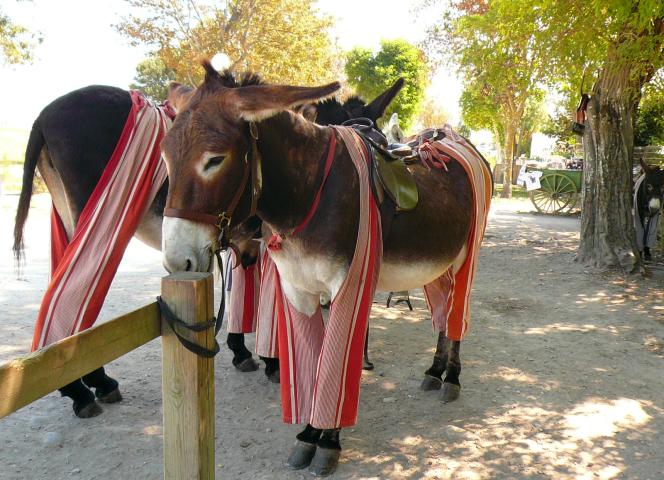 anes en culotte ile de ré