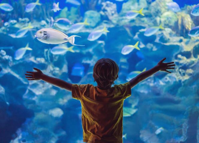 L’Aquashow proche la Corniche Finistère sud