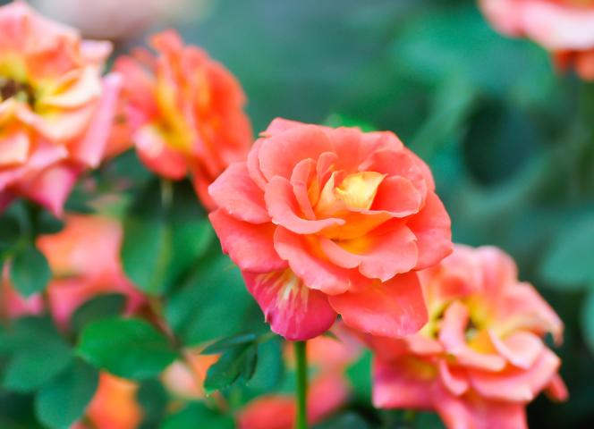 jardins william christie proche le petit rocher