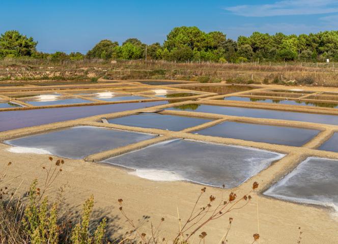 marais salants île d'oléron