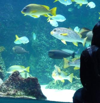 Aquarium de La Rochelle