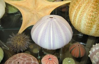 Visite du Muséum du coquillage