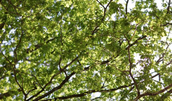 emplacement-camping (1)